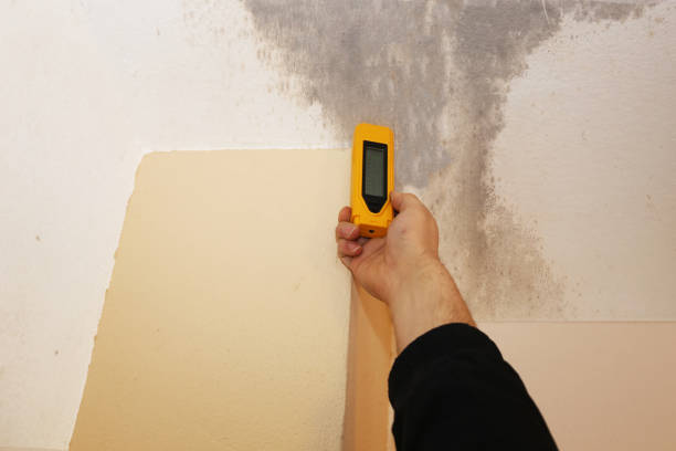 Trusted Statesville, NC Mold Removal Experts