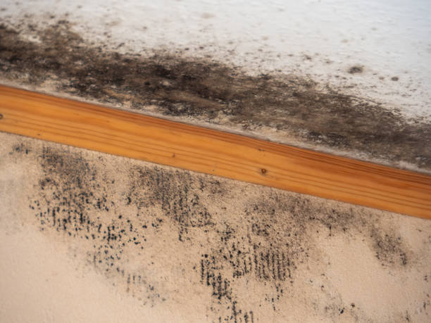 Best Post-Remediation Verification Testing  in Statesville, NC