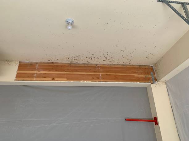 Mold Documentation for Insurance Claims in Statesville, NC