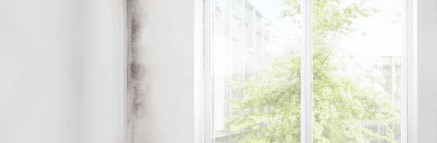 Best Comprehensive Air Testing for Mold Contaminants  in Statesville, NC