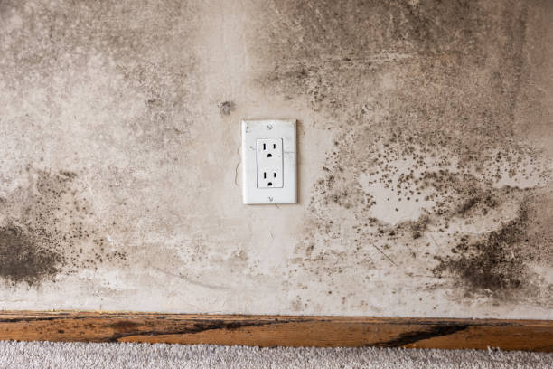 Best Mold Documentation for Insurance Claims  in Statesville, NC