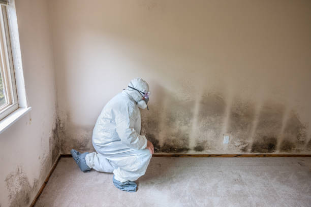 Best Mold Removal for HVAC Installations  in Statesville, NC