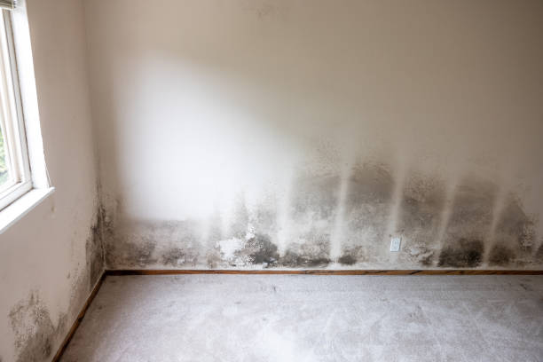 Best Black Mold Removal  in Statesville, NC
