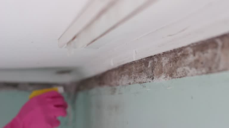 Best Industrial Mold Remediation  in Statesville, NC